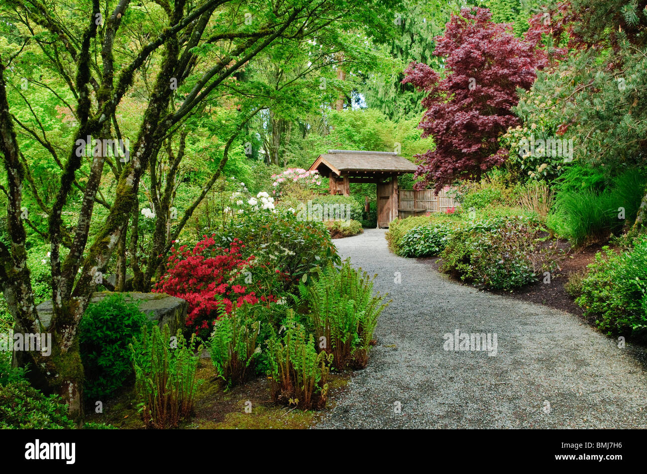 Yao Japanese Garden at Bellevue Botanical Gardens; Bellevue, Washington. Stock Photo