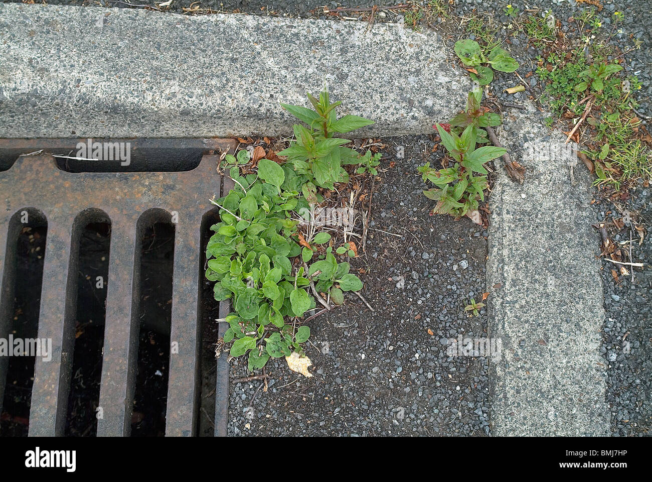 weeds growing next to road drain cover Stock Photo