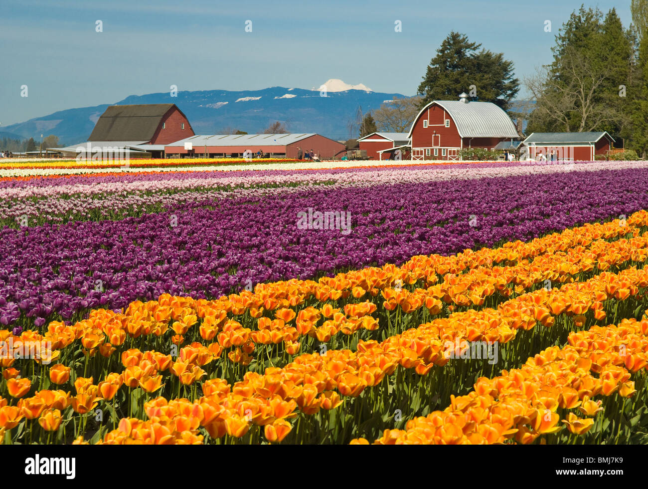 Tulip fields at Tulip Town, Skagit Valley, Washington. Stock Photo