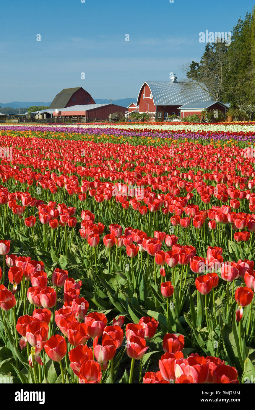 Tulip field at Tulip Town, Skagit Valley, Washington. Stock Photo