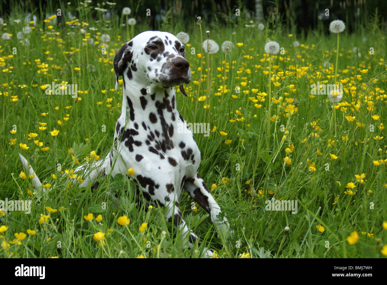 Animal animals dalmatians walk dog hires stock photography and images
