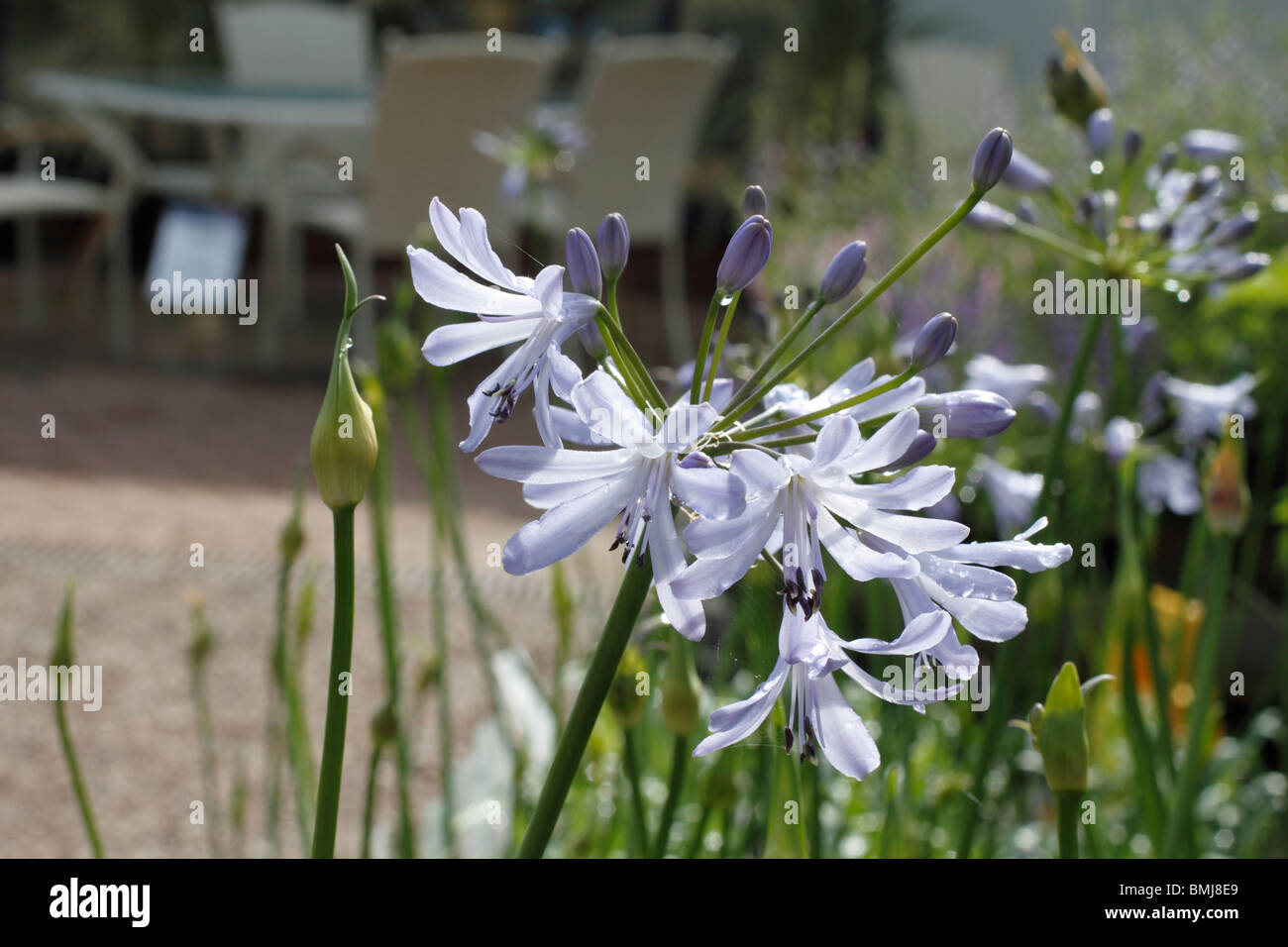 Agapanthus 'Streamline' (African lily 'Streamline') 'Streamline' is a small, semi-evergreen perennial with clumps of strap-like, mid-green leaves and open, mid-blue flower heads borne on strong stems in summer to early autumn. Stock Photo