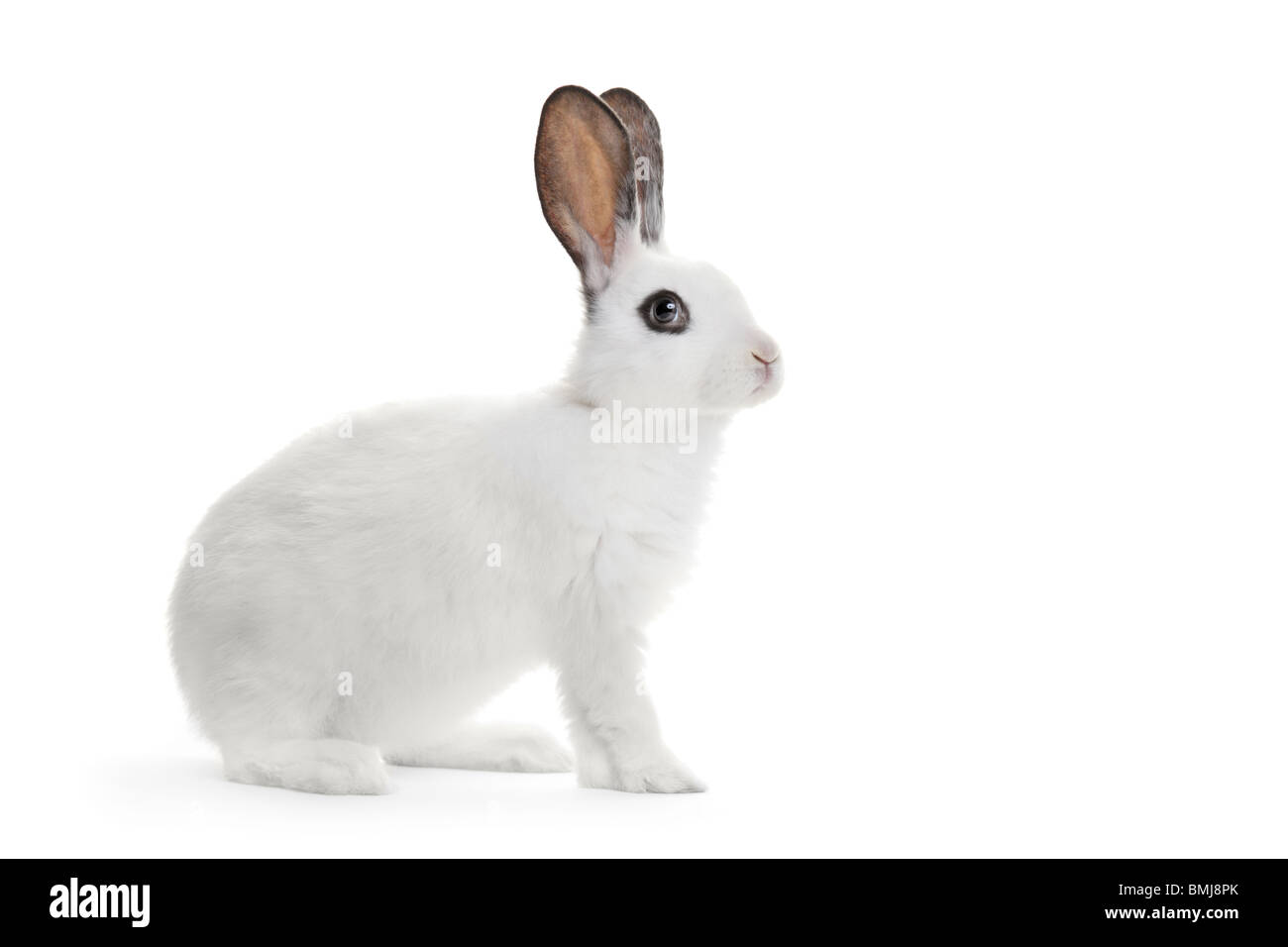 A white rabbit Stock Photo - Alamy