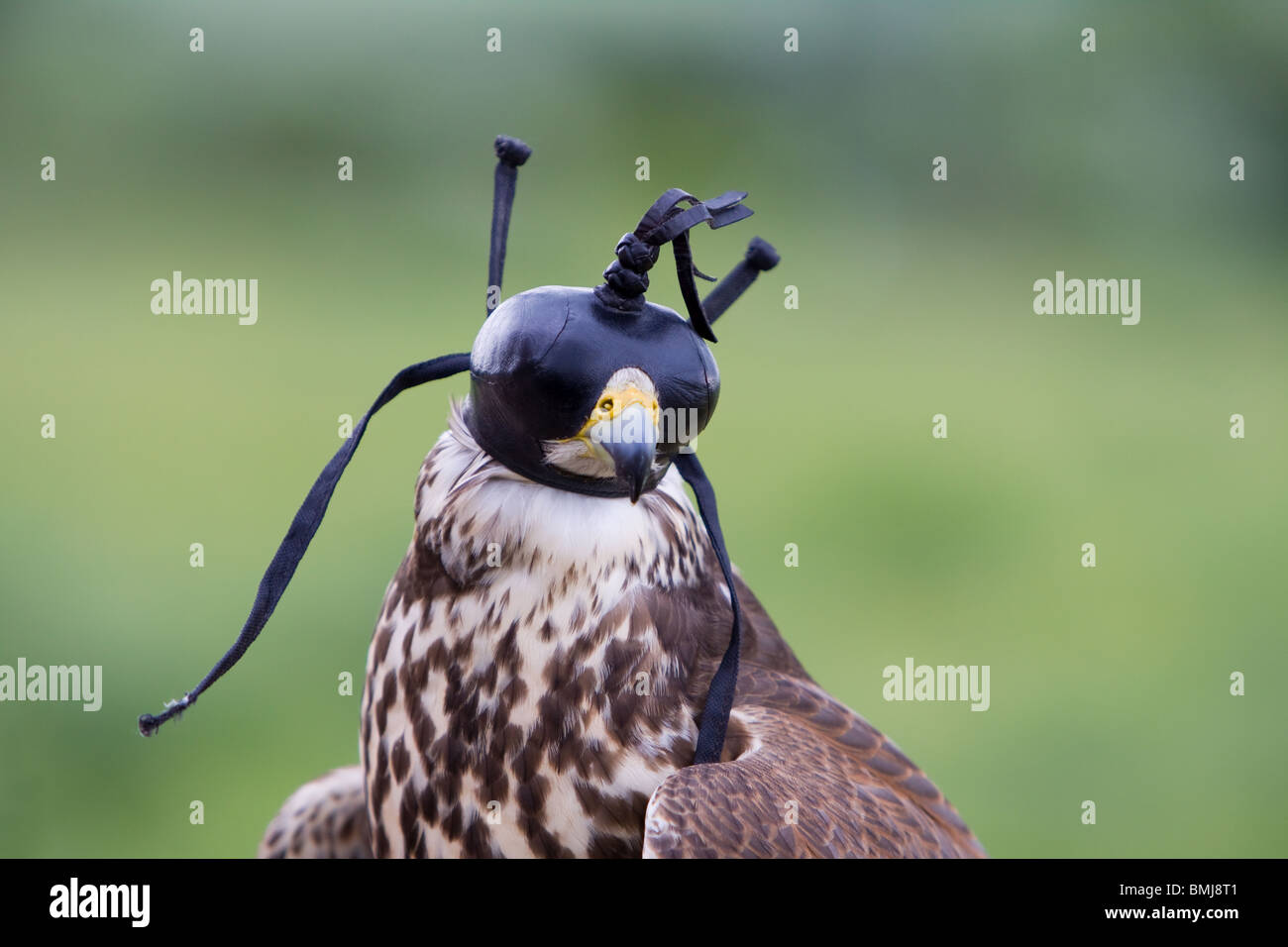 Hooded Saker Falcon Stock Photo