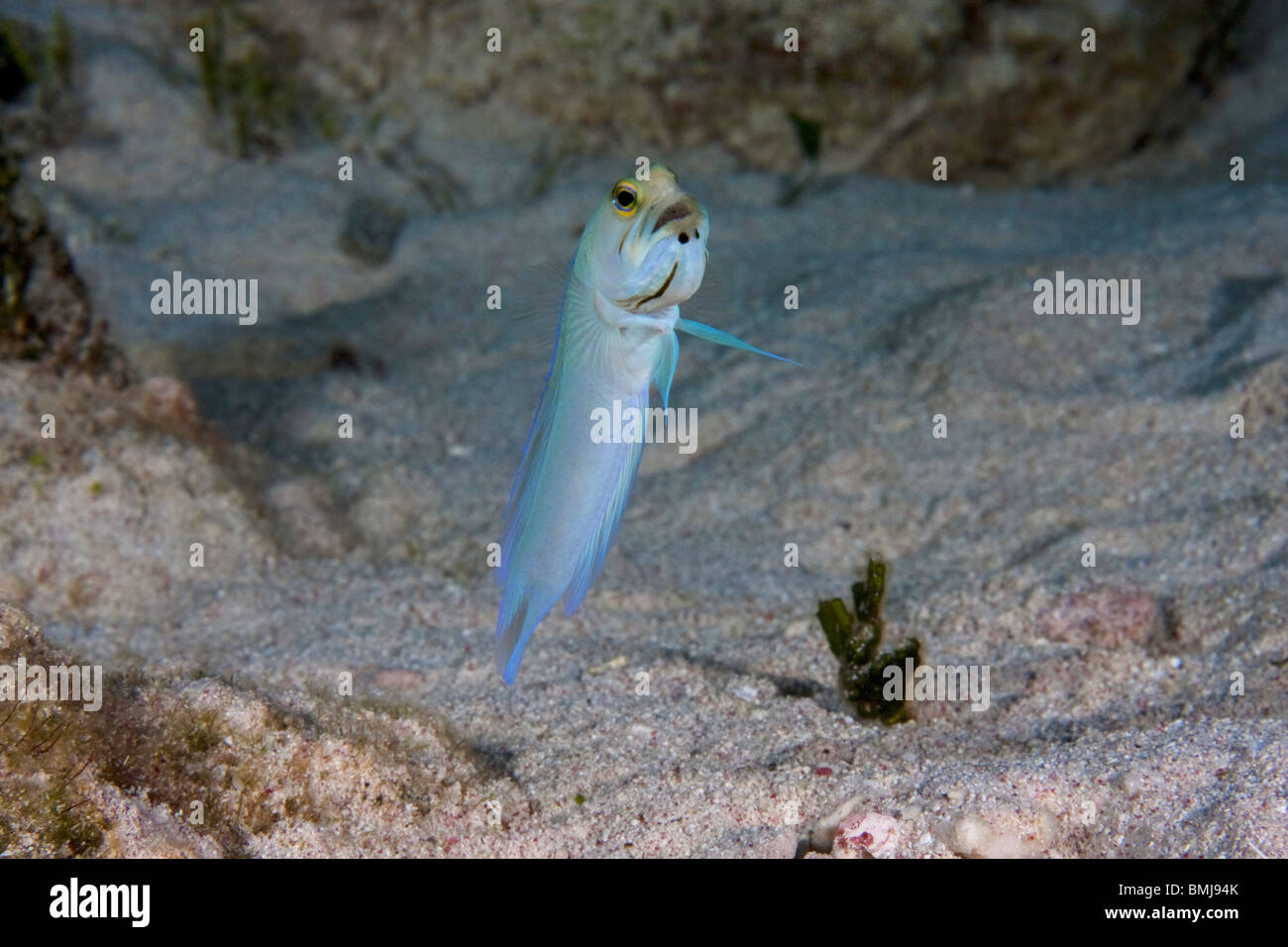 Fish With Eggs In Mouth