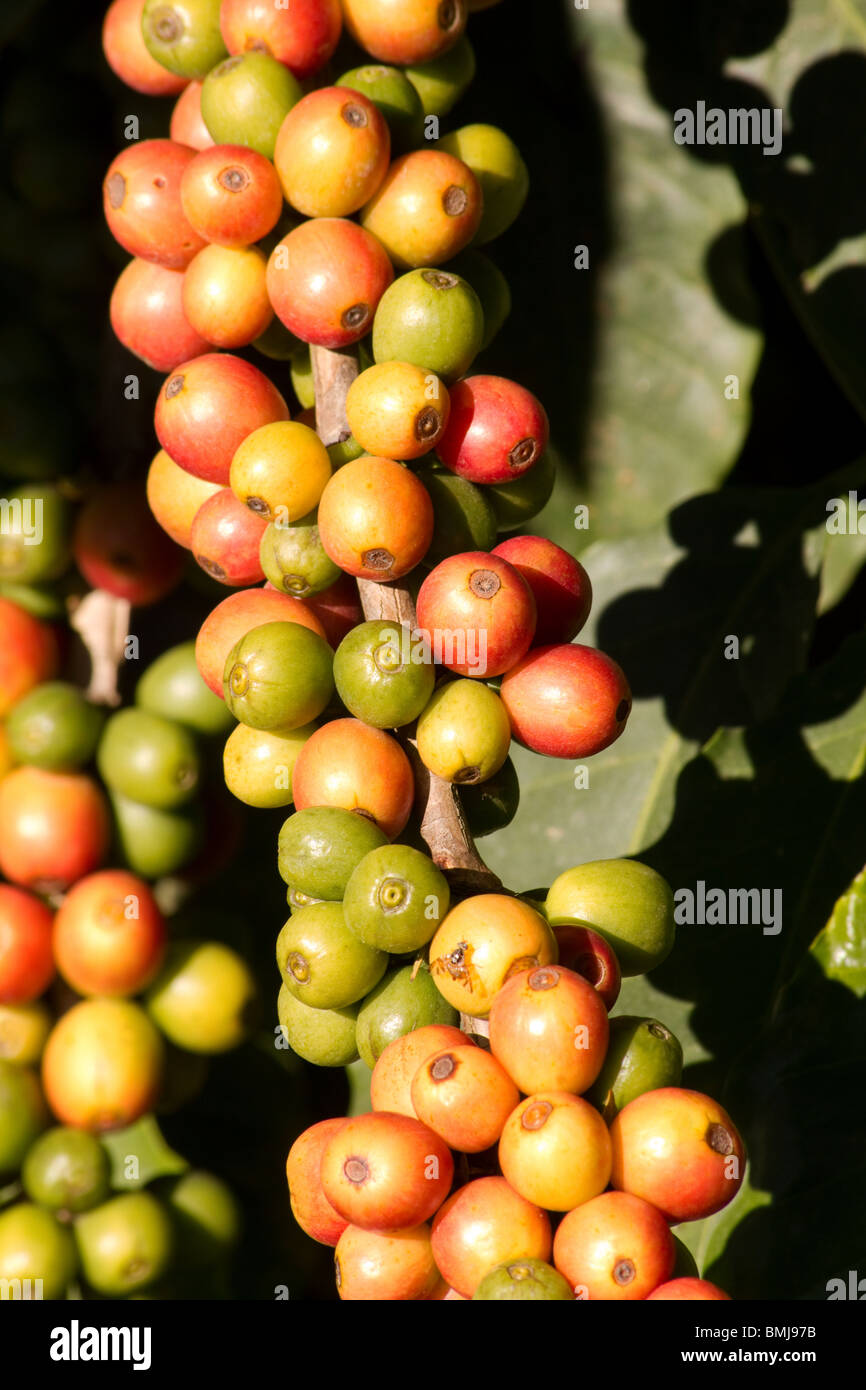 Clusters coffee berries red ripe hires stock photography and images