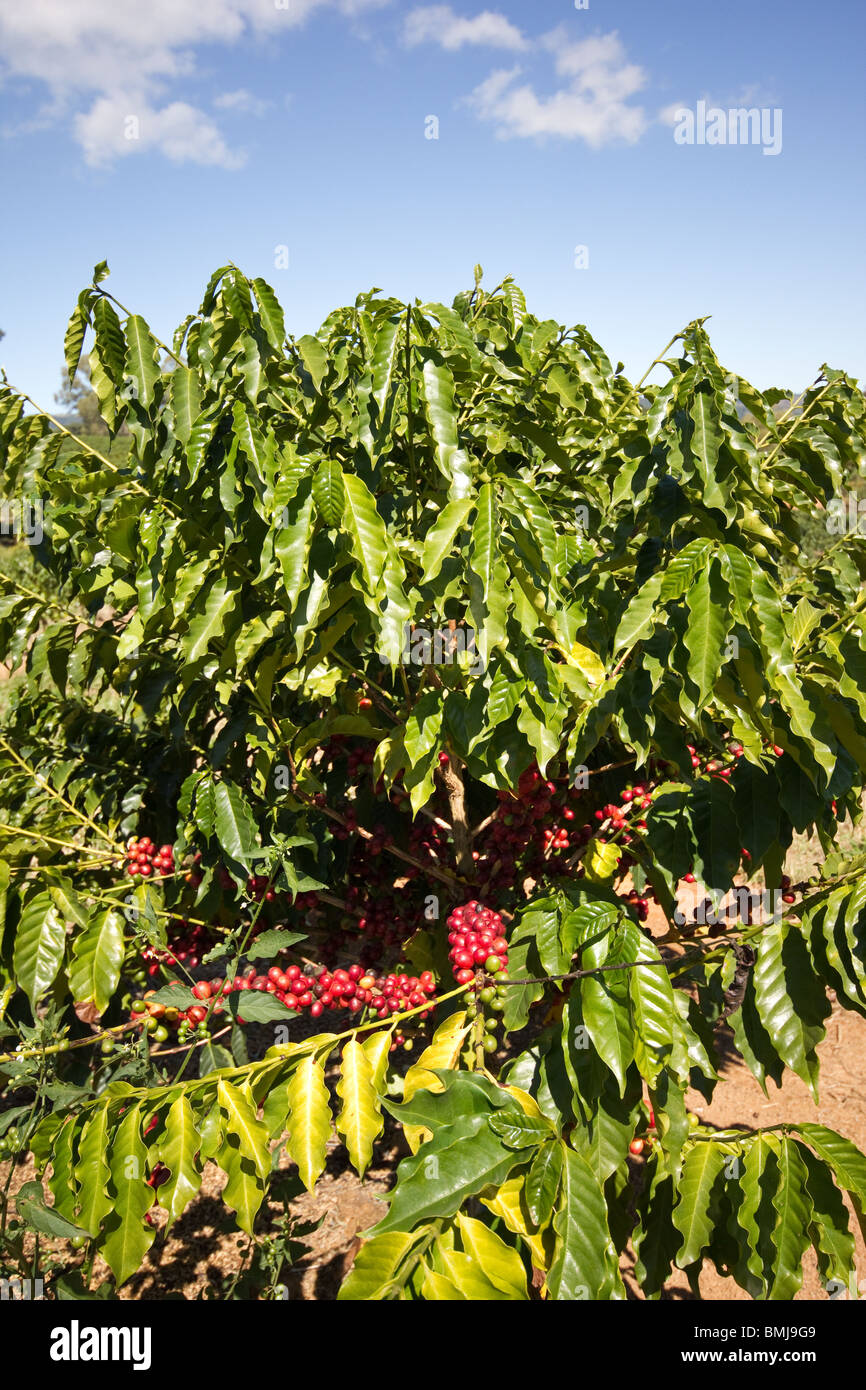 Coffee berries on a coffee tree Stock Photo Alamy