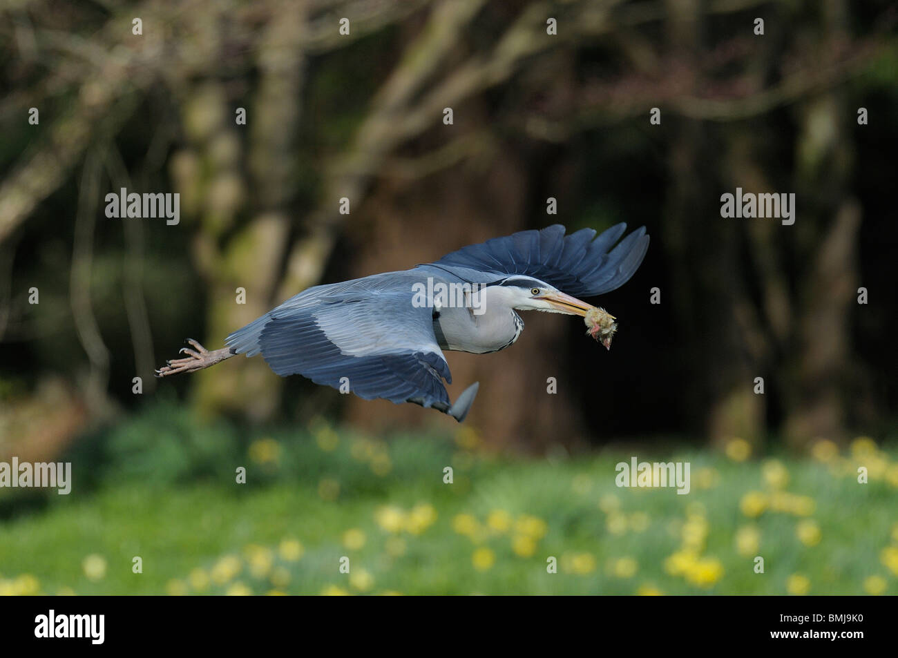 Grey Heron flying with prey Stock Photo