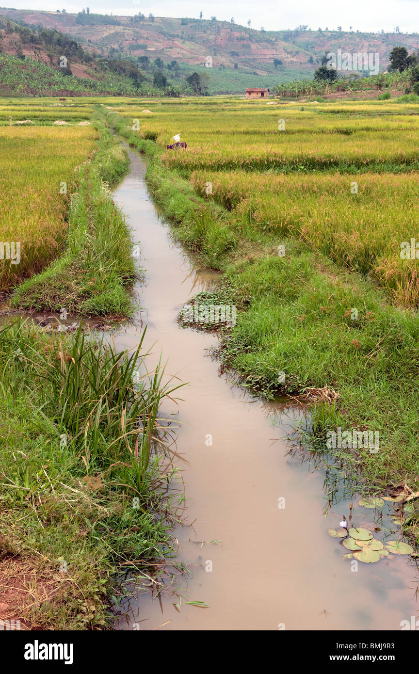 Irrigation ditch alongside rice field, Rwanda Stock Photo Alamy