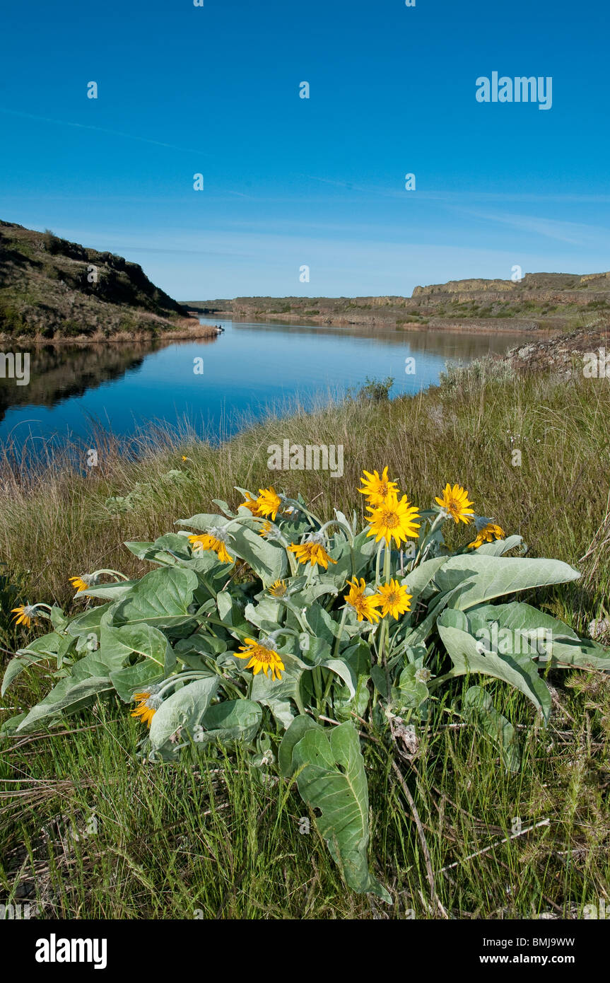 Arrowleaf balsamroot blooming at Twin Lakes in the Channeled Scablands of eastern Washington. Stock Photo