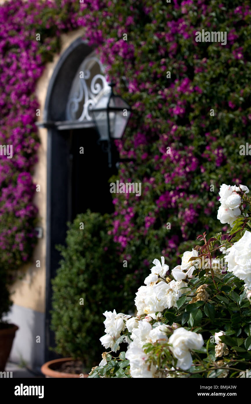 Italy, Liguria, house facade with flowers, bougainvillea and roses Stock Photo