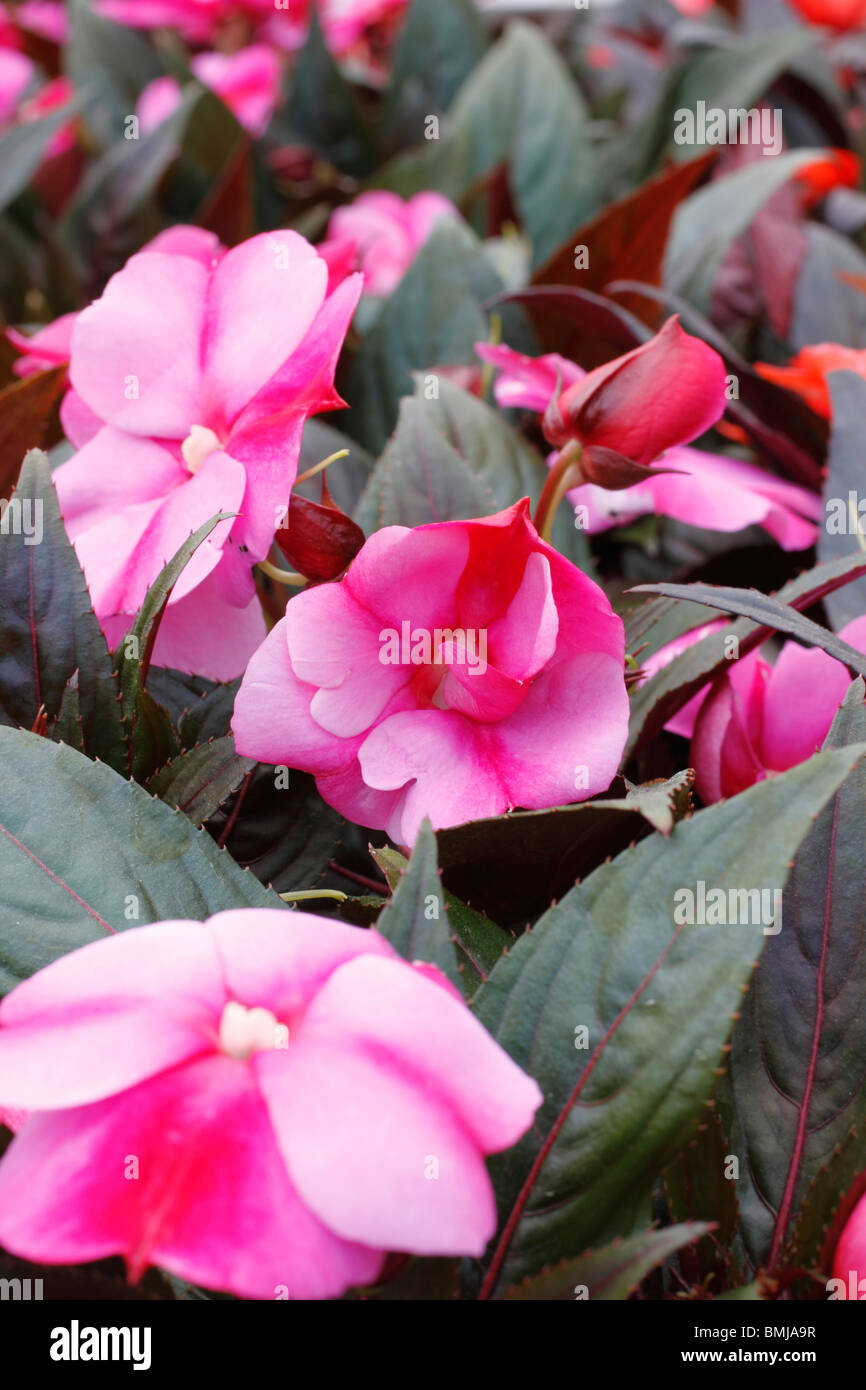 New Guinea Impatiens, Busy Lizzie hybrids flowering annual but some are