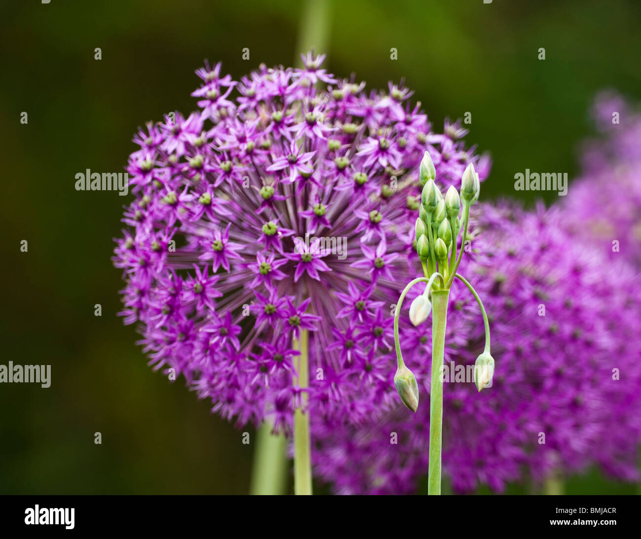 Allium bulgaricum subsp. Nectaroscordum siculum in bud with Allium hollandicum, ‘Purple Sensation’ Stock Photo