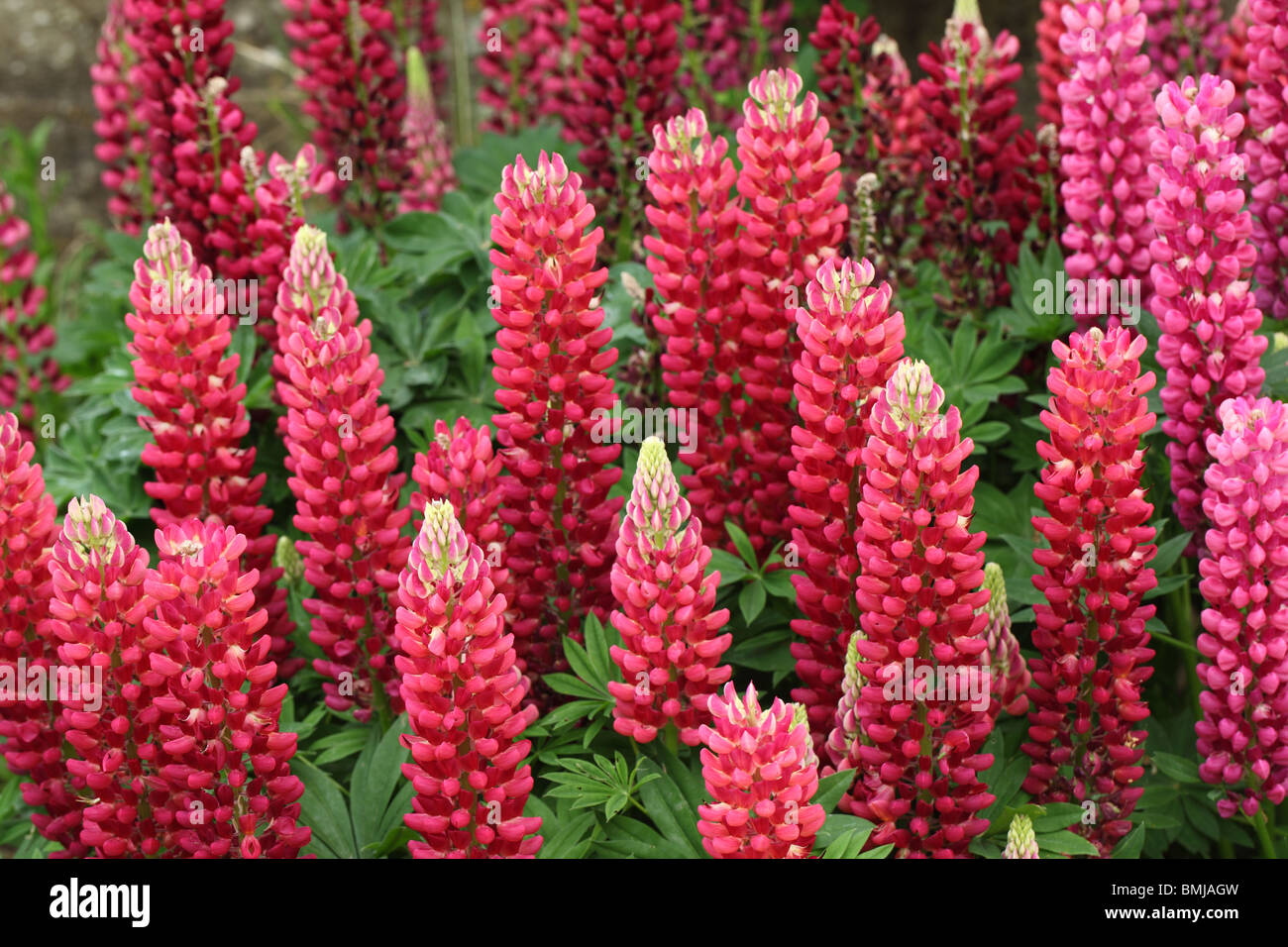 Colourful display of red/pink lupins in an English garden border Stock Photo