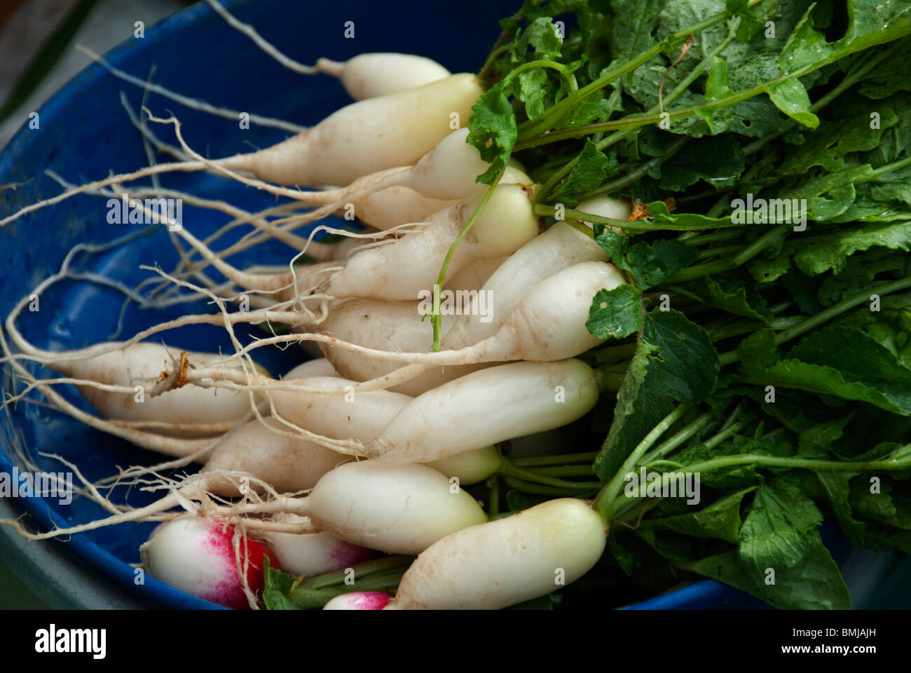 Freshly harvested baby daikon radishes to be eaten as a raw vegetable, Japan Stock Photo