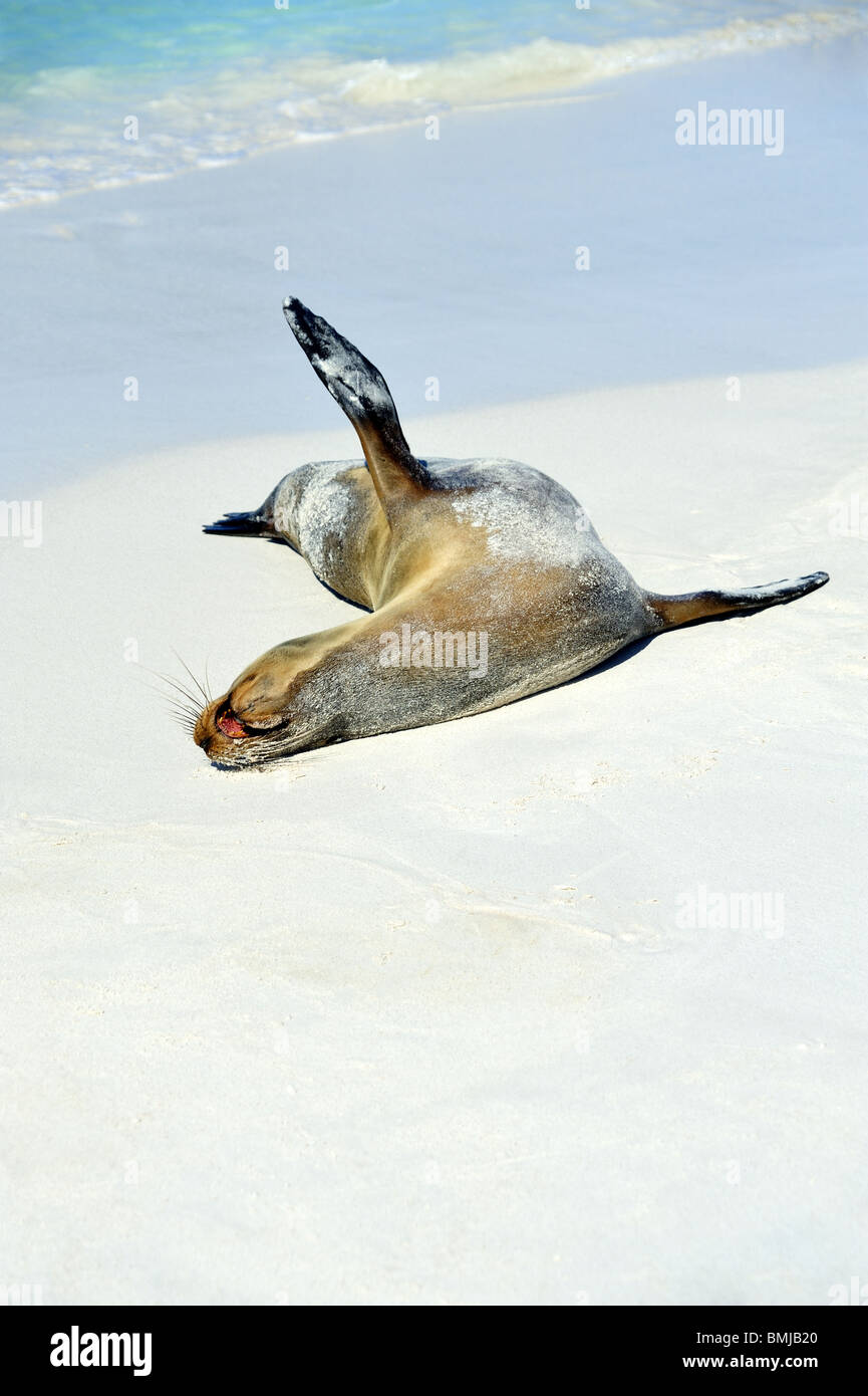Sea Lion rolling by surf Stock Photo