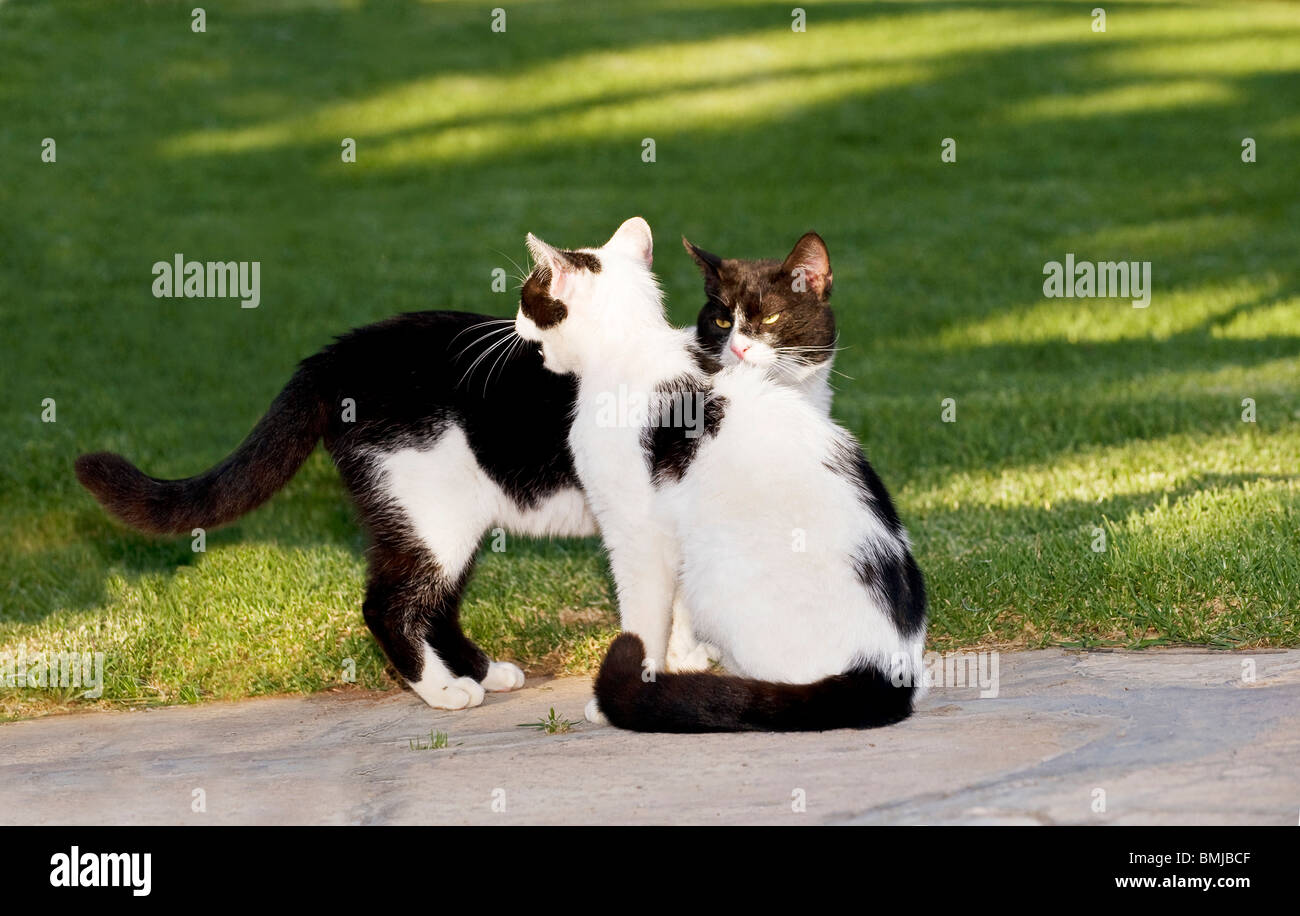 female cat hissing at male cat Stock Photo