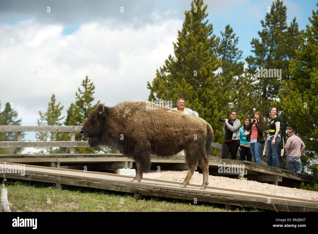 A Bison, or American Buffalo, walks near tourists in Yellowstone National Park. Wyoming, USA Stock Photo