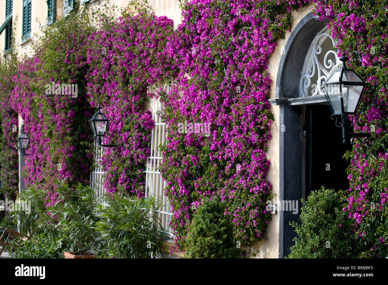 Italy, Liguria, house facade with flowers, bougainvillea and windows Stock Photo