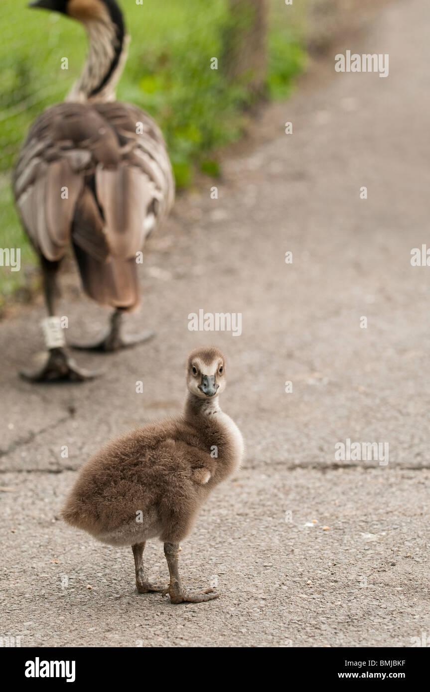 Nene or Hawaiian Goose gosling, Branta sandvicensis, at Slimbridge WWT in Gloucestershire, United Kingdom Stock Photo