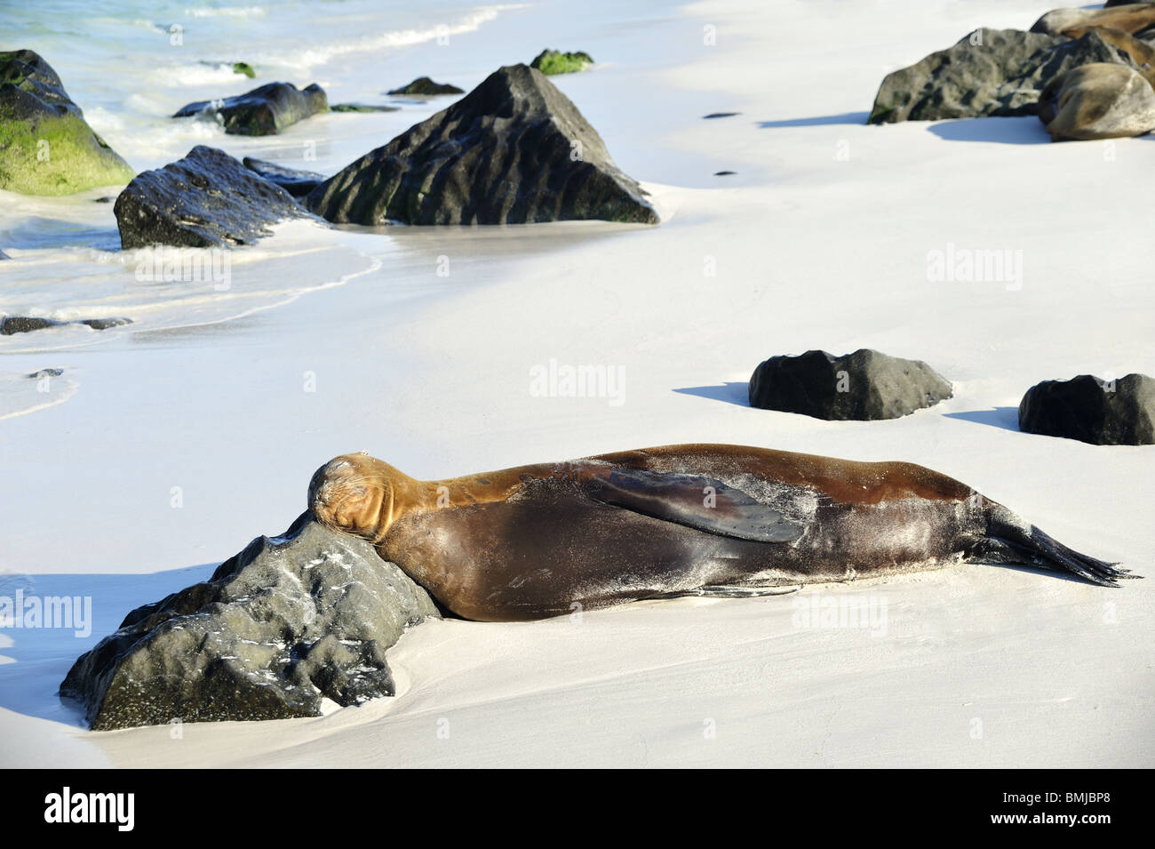 Bull Sea Lion dozing on beach with rock as pillow Stock Photo