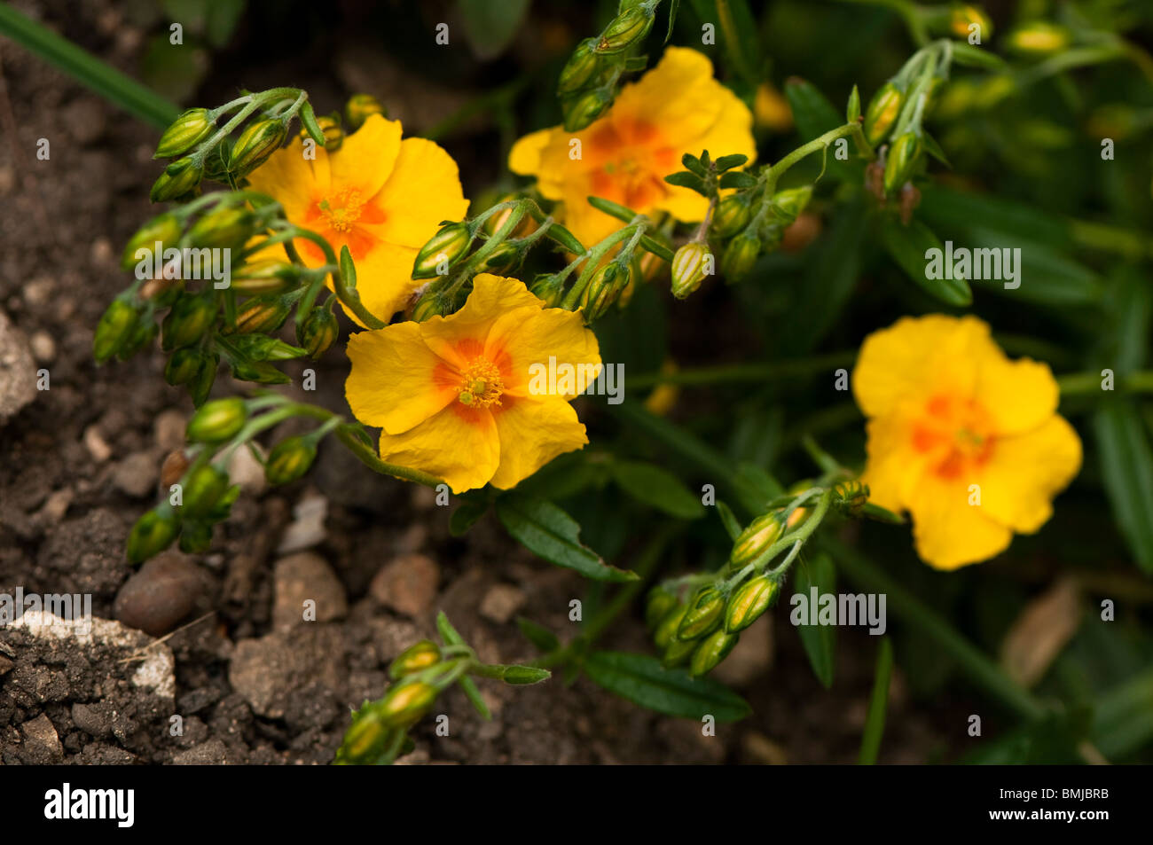 Helianthemum 'Ben Fhada', Rock Rose in flower in late spring Stock Photo
