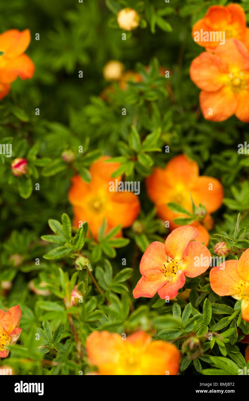 Potentilla fruticosa 'Hopley's Orange', flowering in late spring Stock Photo