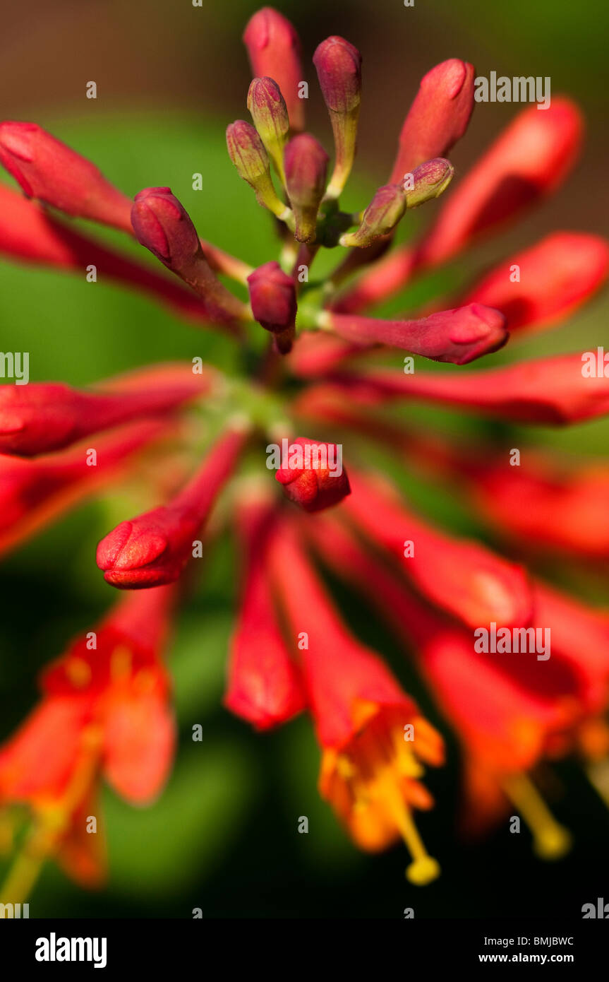 Honeysuckle, Lonicera 'Dropmore Scarlet' in flower in late spring Stock Photo