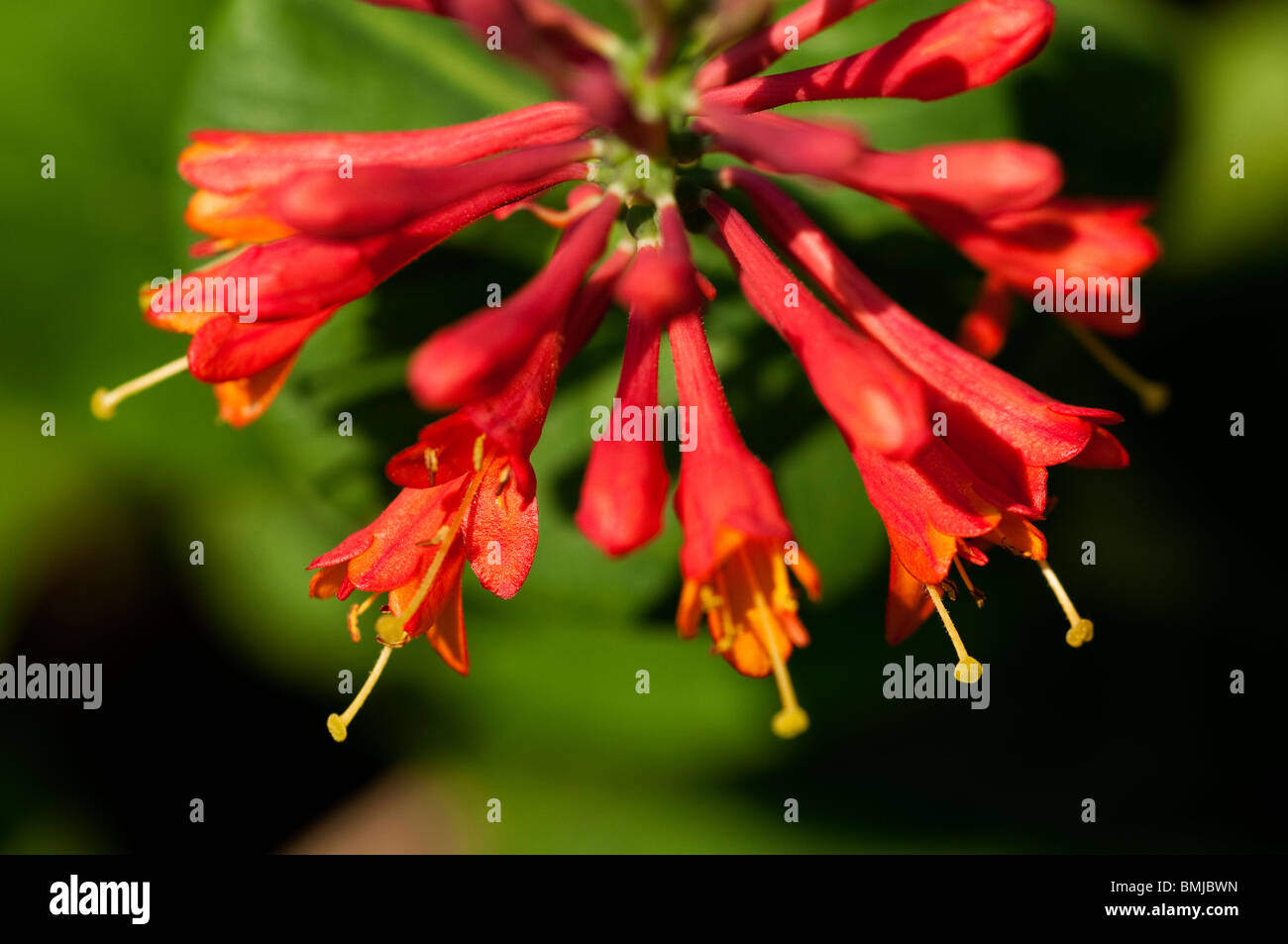 Honeysuckle, Lonicera 'Dropmore Scarlet' in flower in late spring Stock Photo