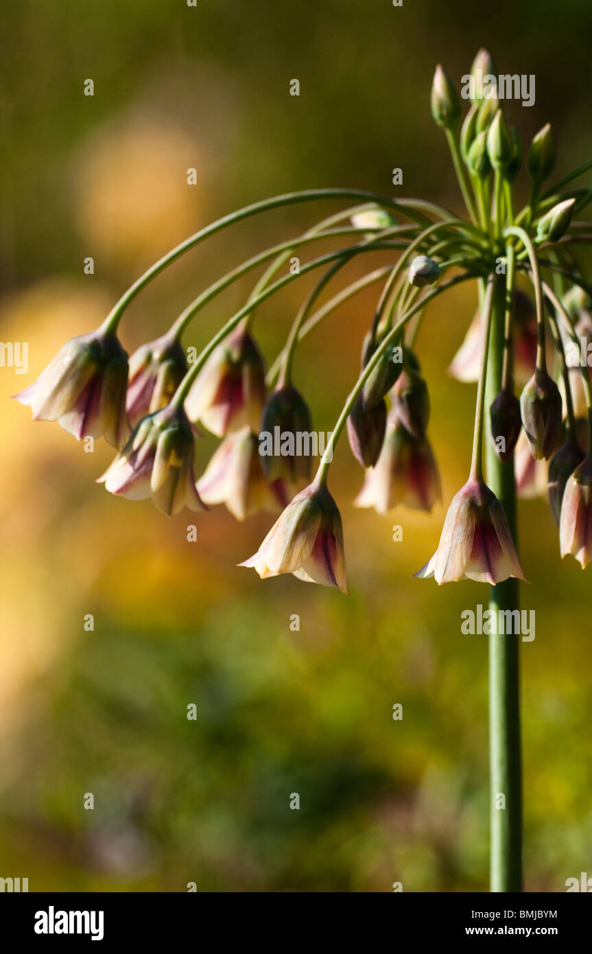 Allium bulgaricum subsp. Nectaroscordum siculum in flower in late spring Stock Photo