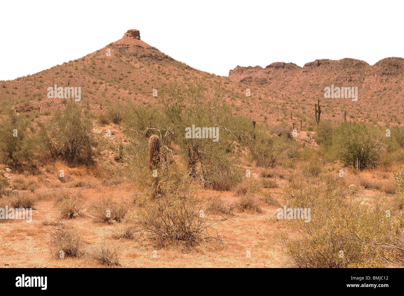Cereus giganteus Saguaro cactus in the spring Arizona desert with removed sky Stock Photo