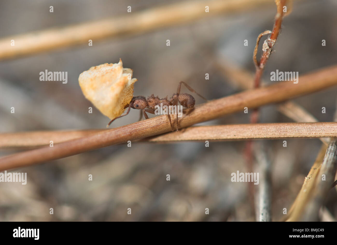 ant carrying heavy large load Stock Photo Alamy