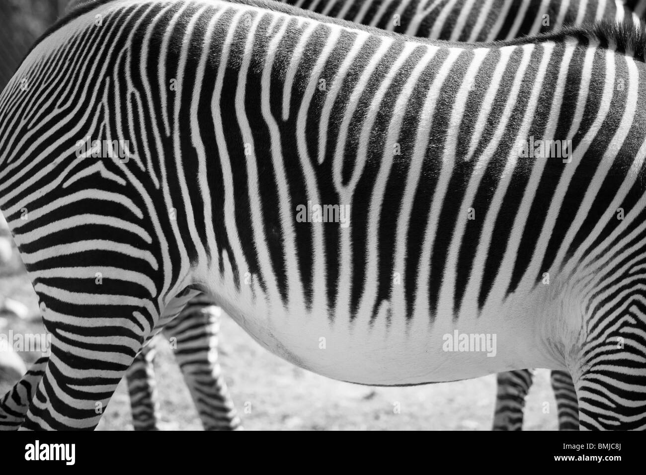 Zebra, equus quagga, in zoo setting. Stock Photo