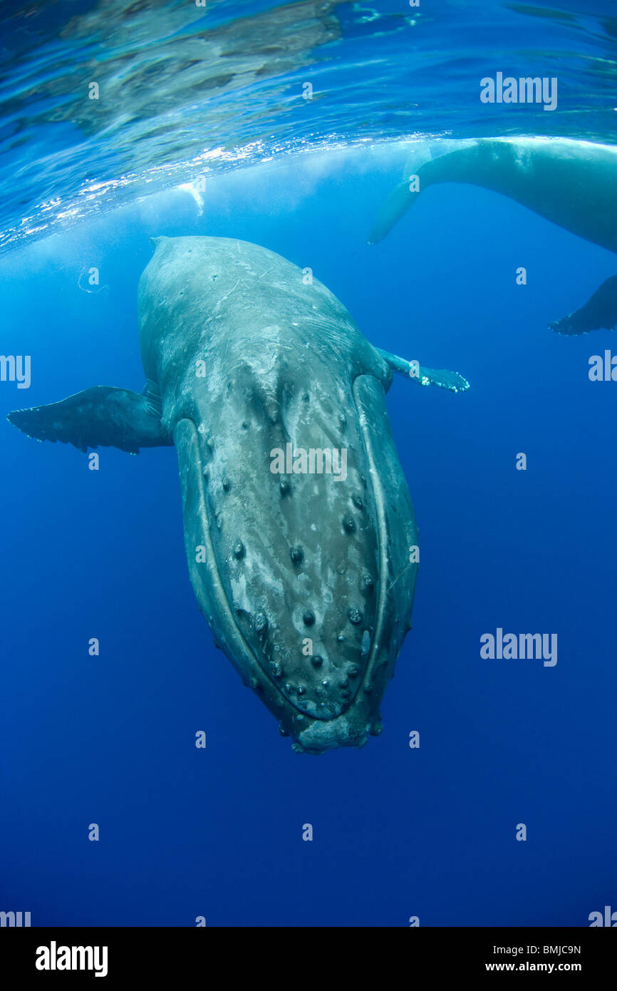 Whale closeup hi-res stock photography and images - Alamy