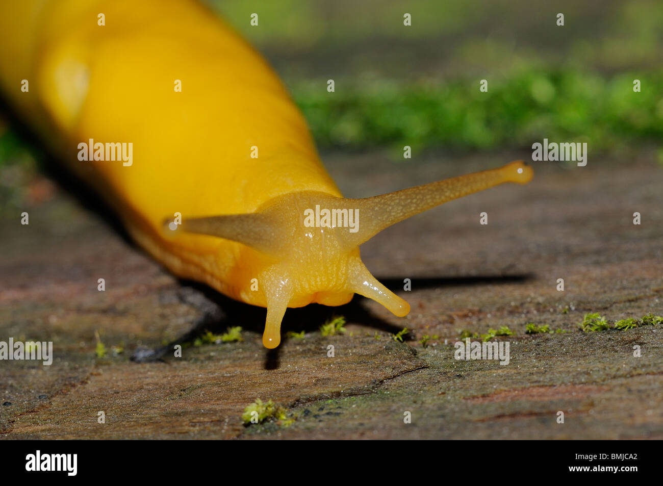 Stock photo of a banana slug climbing the trunk of a giant redwood tree