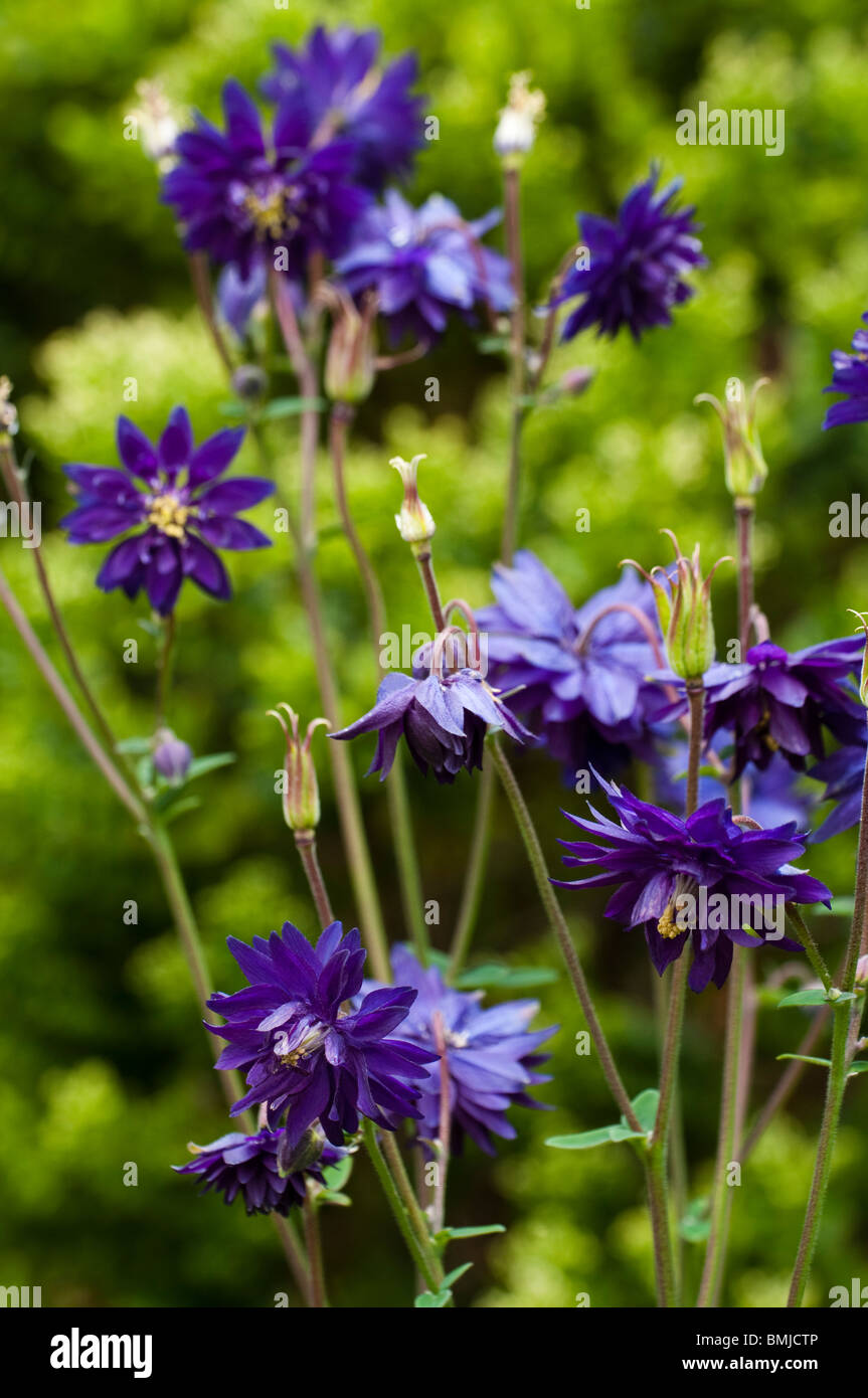 Aquilegia 'Blue Barlow' in flower in late spring Stock Photo