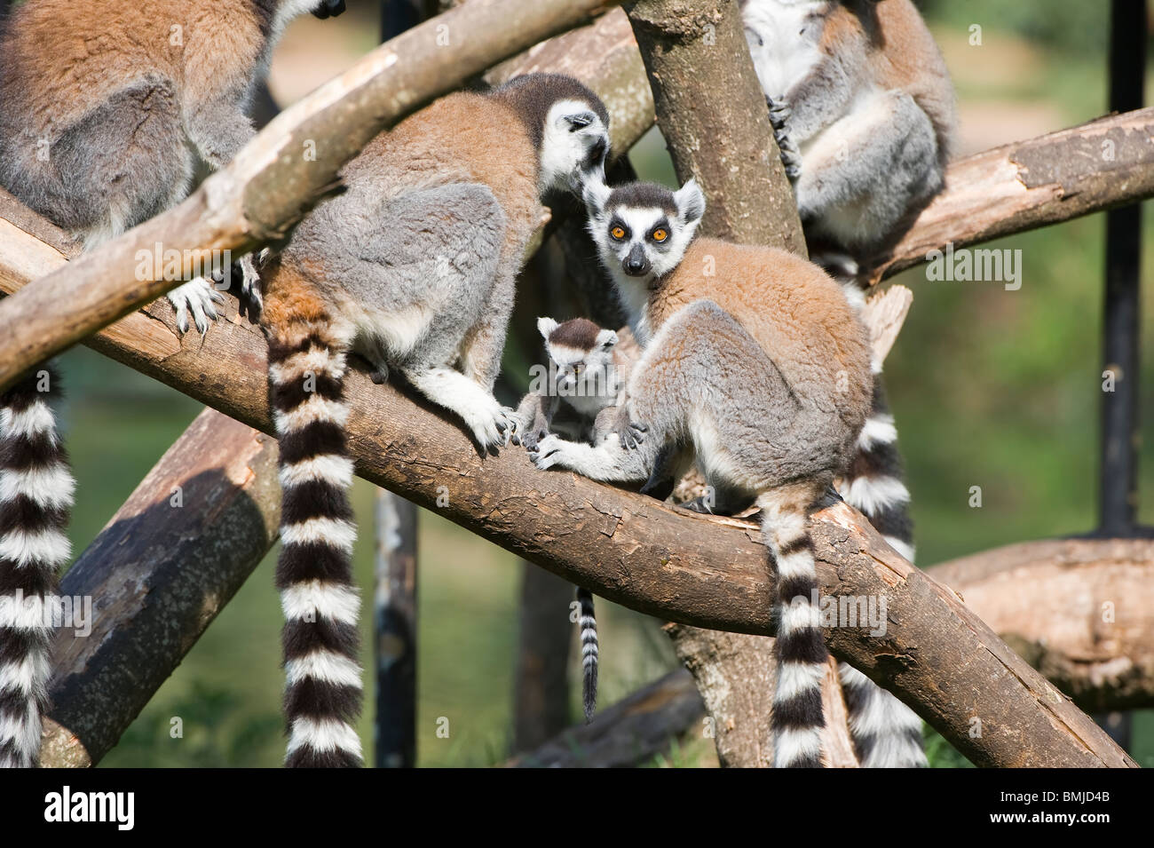 Ring-tailed Lemur (Lemur catta) family, Near Threatened, Madagascar Stock Photo