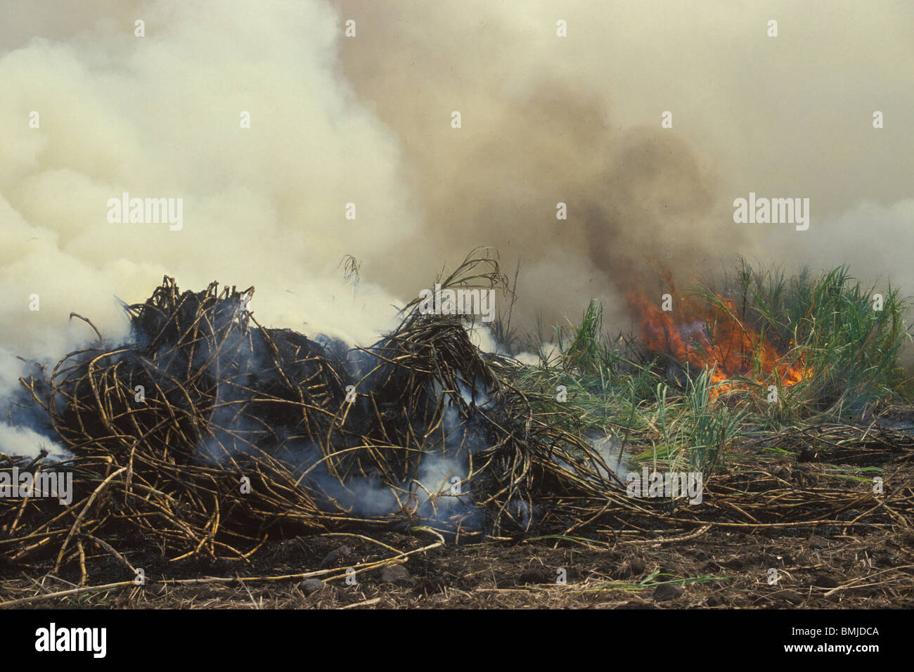 Burning sugar cane before harvesting, Maui, Hawaii, USA Stock Photo Alamy