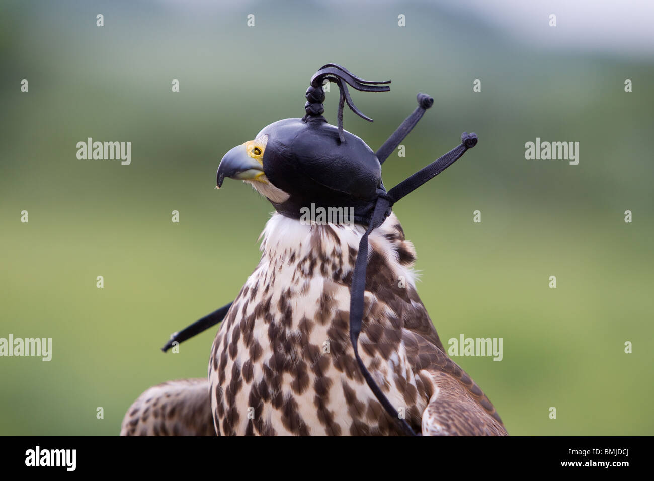 Hooded Saker Falcon Stock Photo