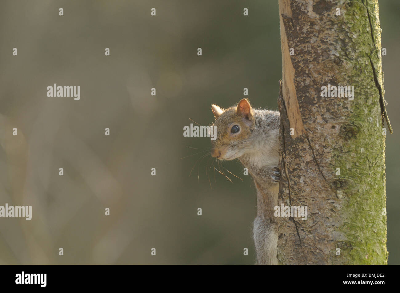 Grey Squirrel peering around tree. Stock Photo