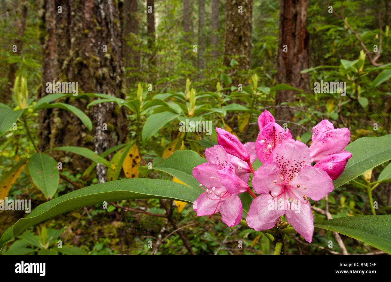 Oregon Native Rhododendron Rhododendron macrophyllum hi-res stock photography and images - Alamy