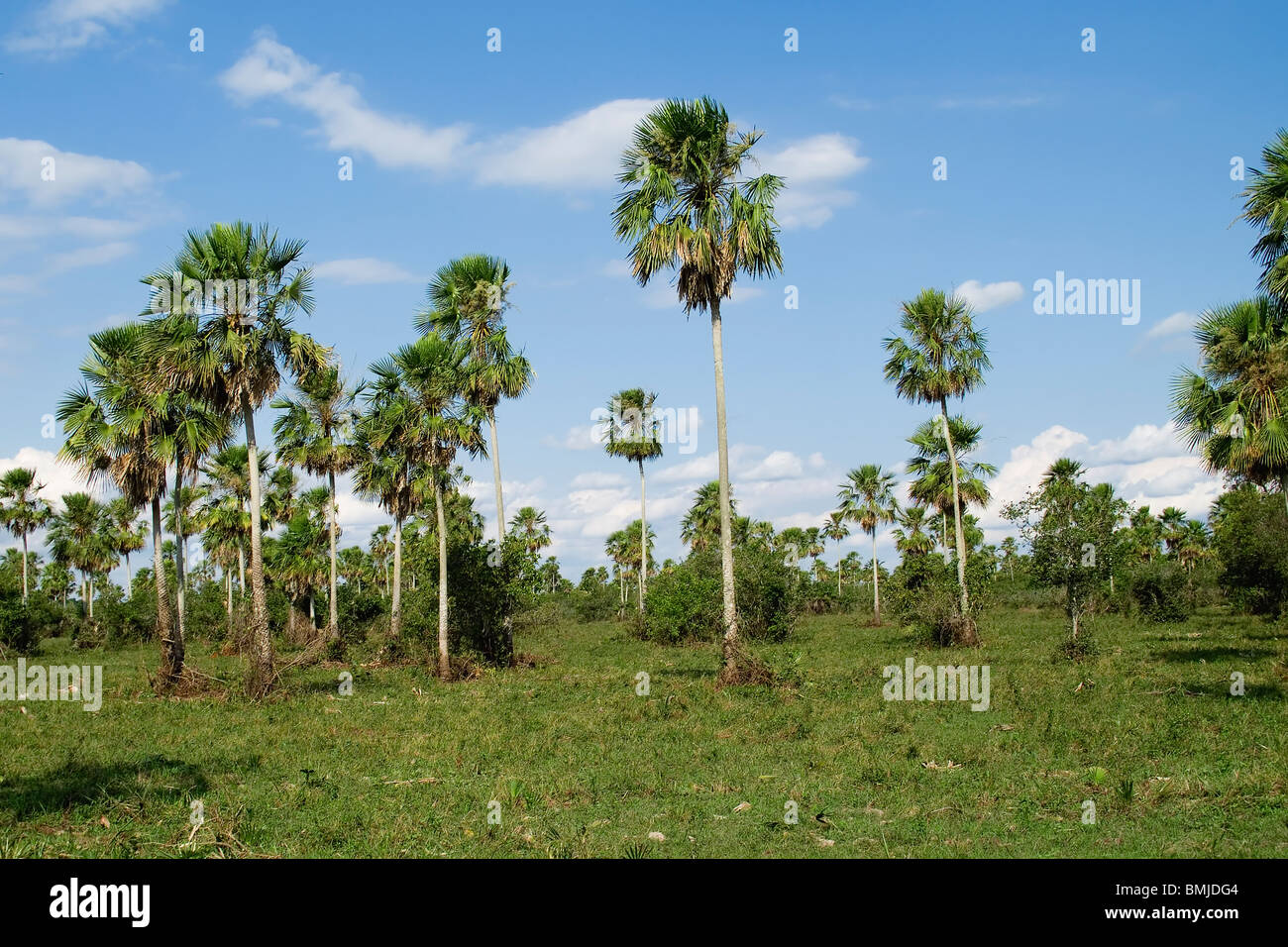 Caranday Wax Palm Trees (Copernicia alba), Pantanal, Mato Grosso, Brazil Stock Photo Alamy