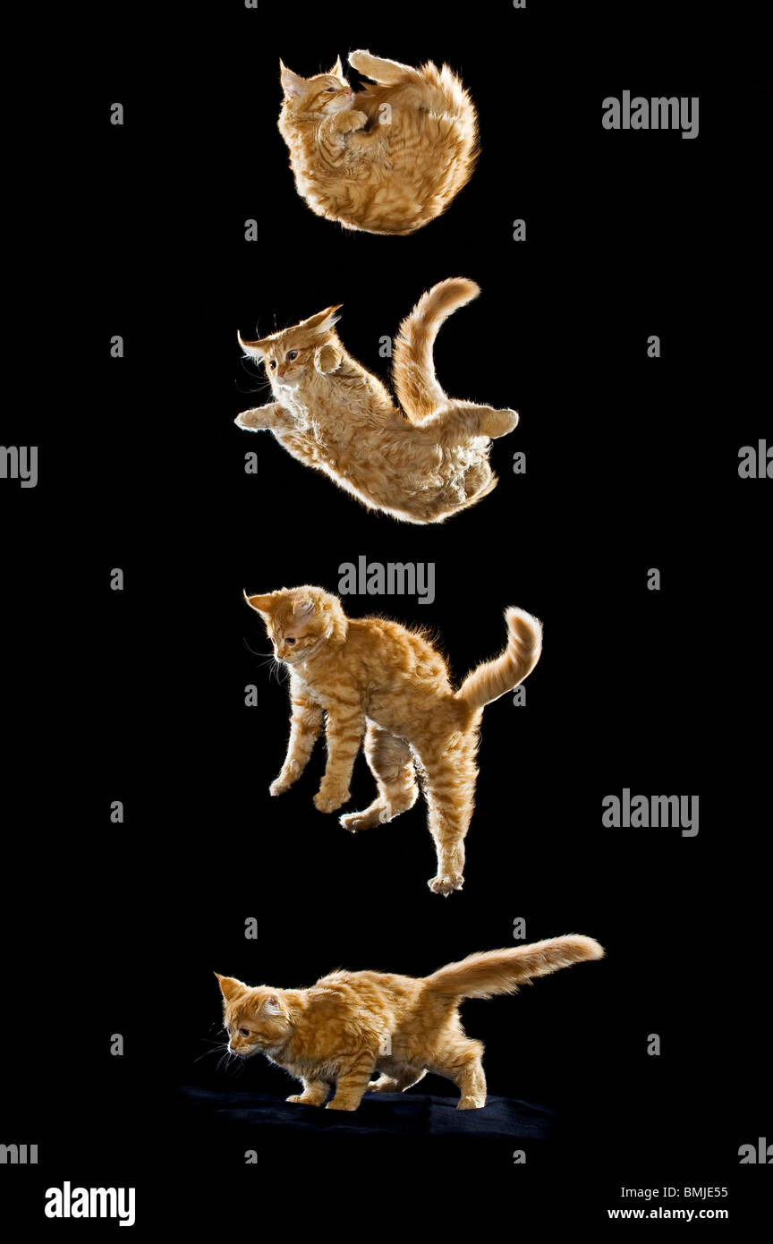 Maine Coon cat. Kitten falling, righting reflex Stock Photo Alamy