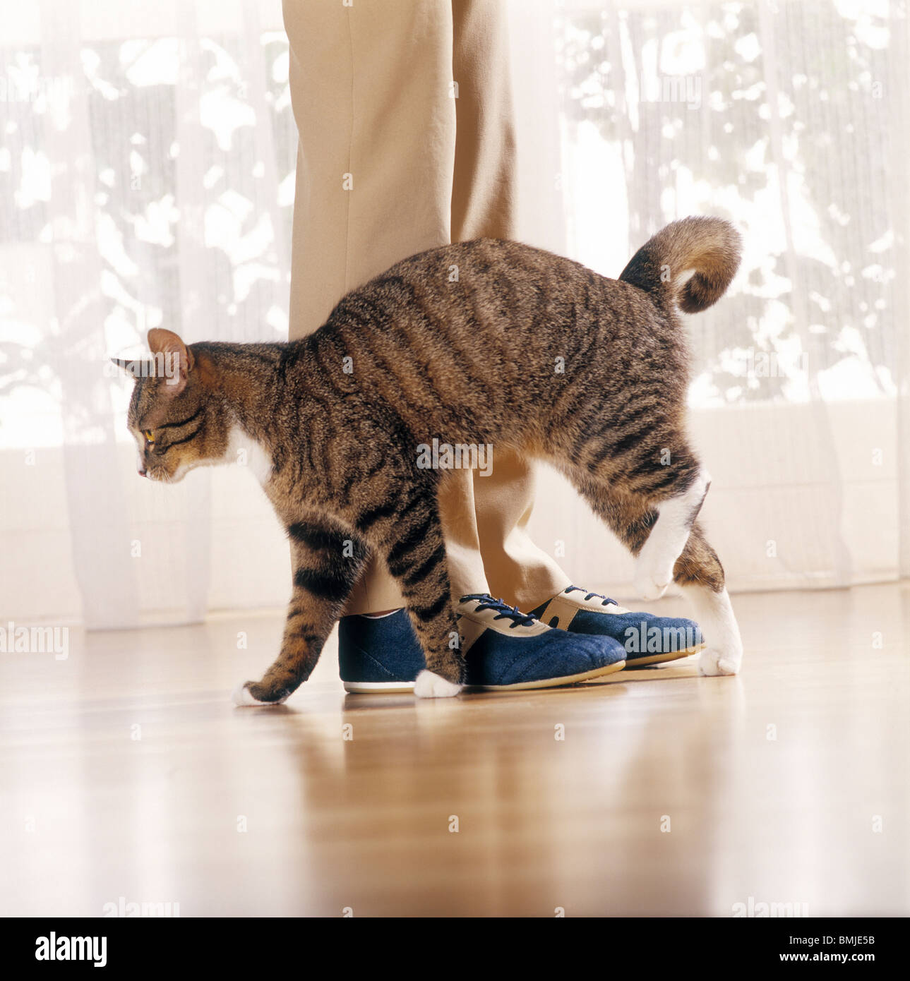 behaviour cat rubbing against legs Stock Photo Alamy