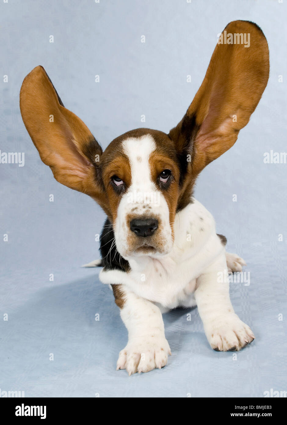 dogs with big ears