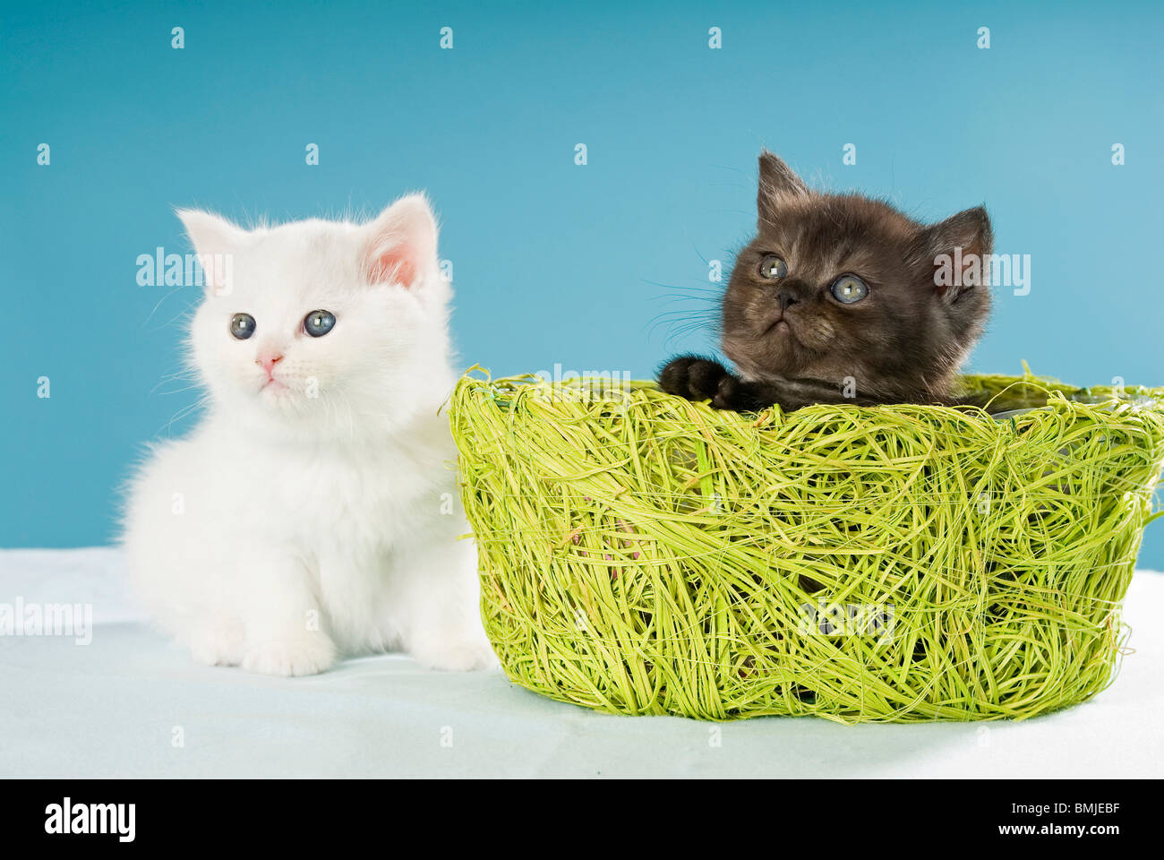 British Shorthair Cat Black And White Kitten With A Basket Stock