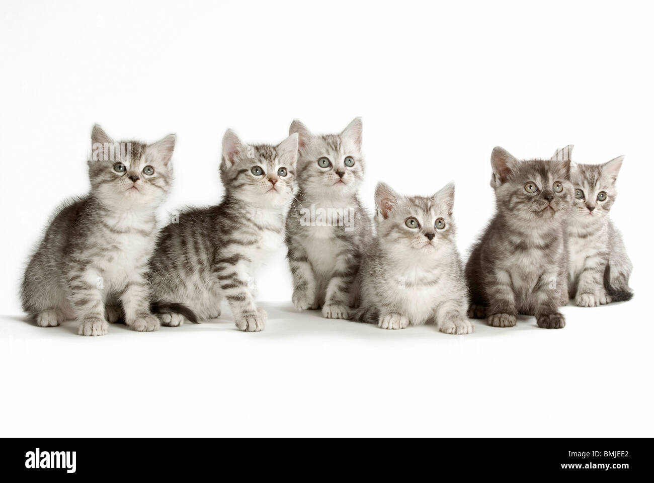 27 Six Cats High Res Illustrations - Getty Images