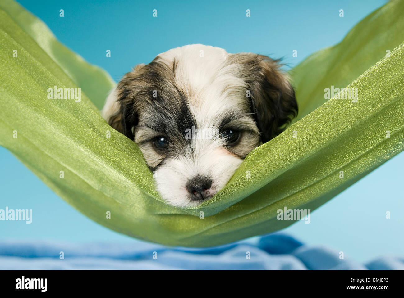 Havanese dog puppy lying in a scarf Stock Photo Alamy