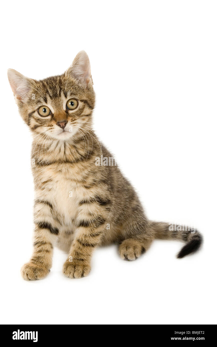 Domestic Cat Tabby Kitten Sitting Cut Out Stock Photo Alamy