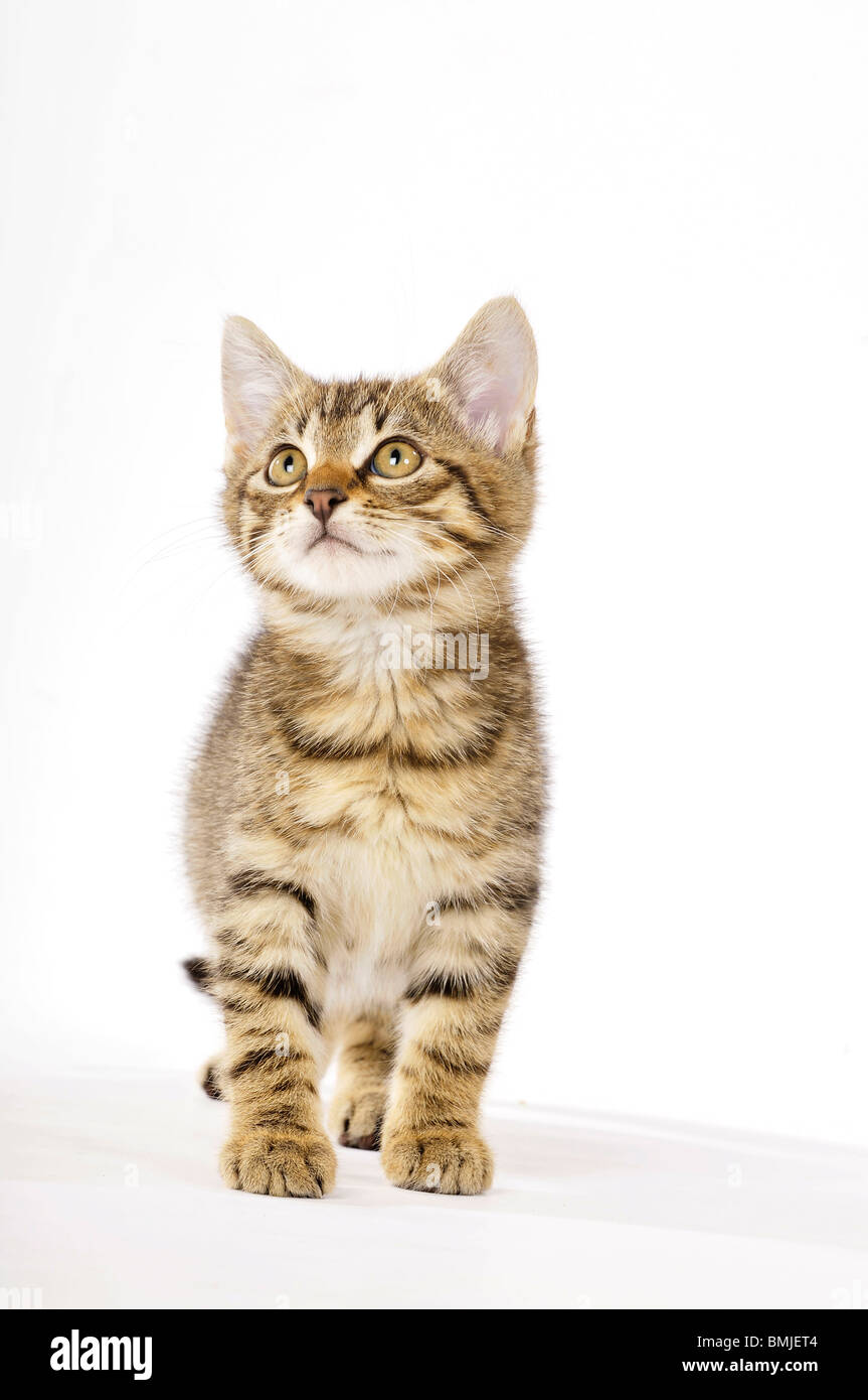 domestic cat - tabby kitten standing - cut out Stock Photo - Alamy
